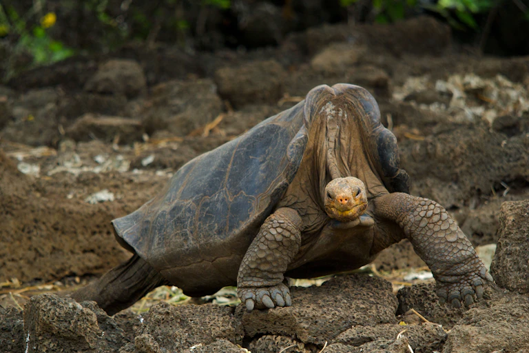 giant tortoise posing