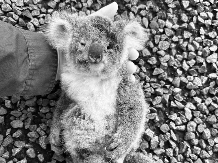 dead koala roadkill