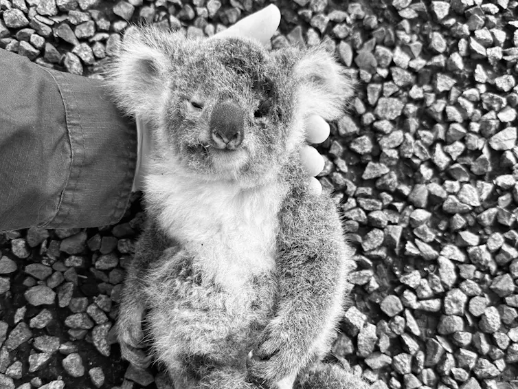 dead koala roadkill
