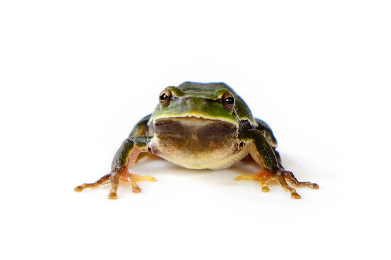 A dark green frog on a white background.