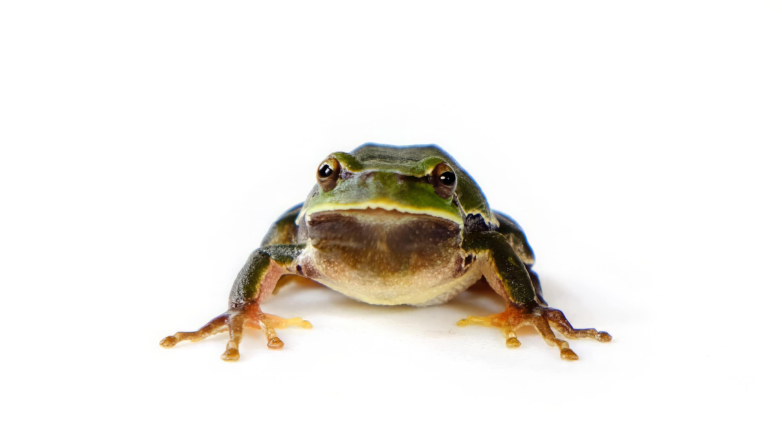 A dark green frog on a white background.