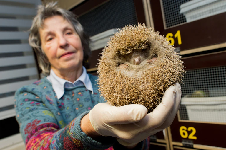 A woman holding a curled-up hedgehog in a gloved palm.