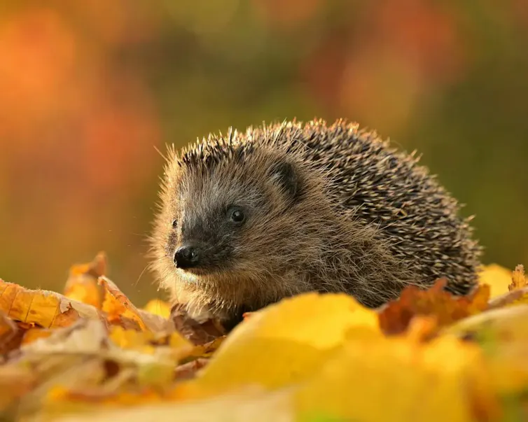 A hedgehog at dusk surrounded by orange leaves.