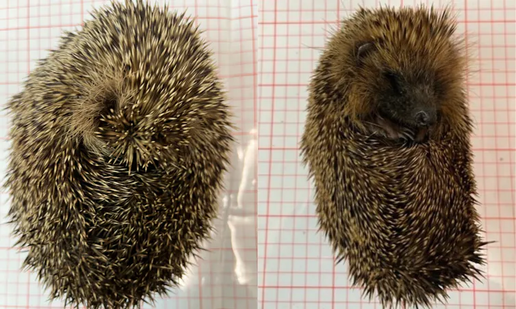 Two hedgehogs side by side, one fat and healthy, the other thin and unhealthy.