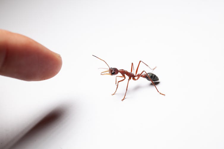 A finger pointing at a bull ant.