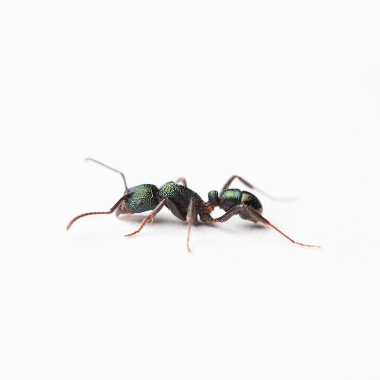 A greenhead ant.