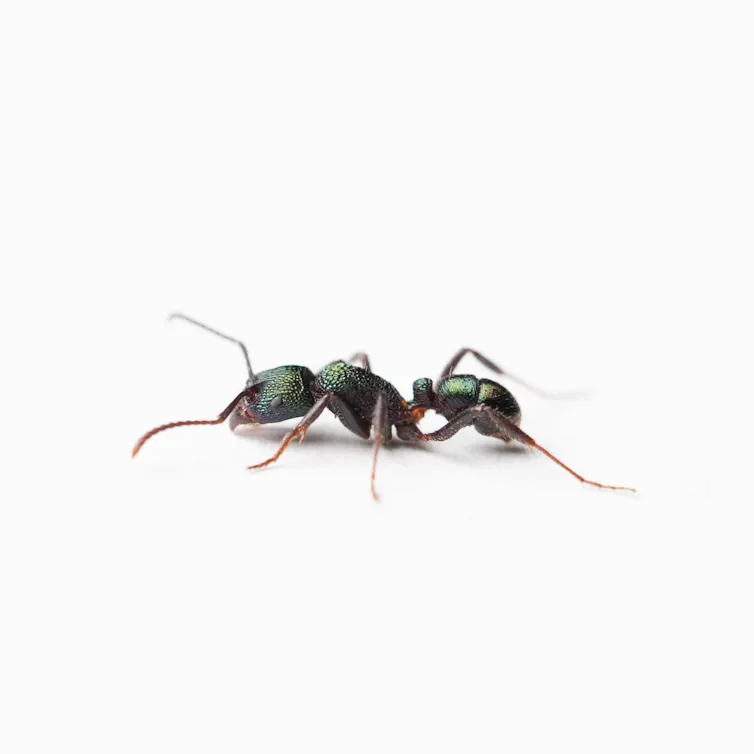 A greenhead ant.