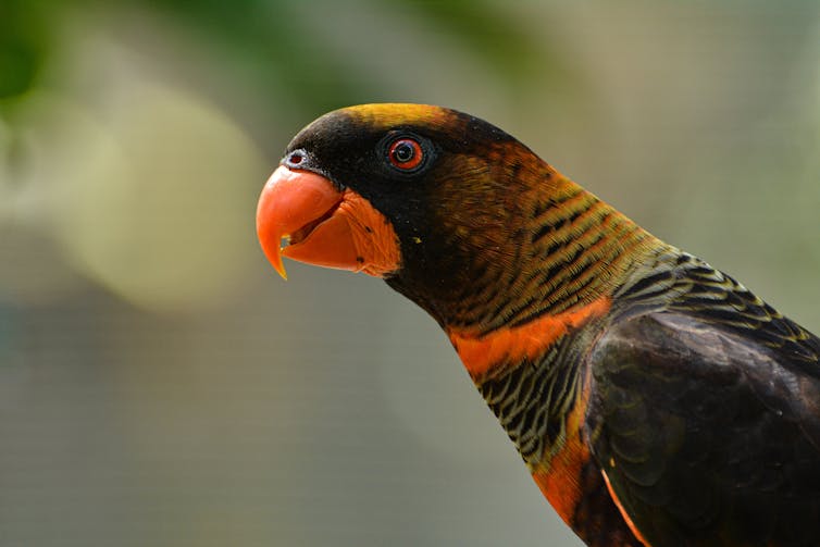Bird with orange beak and black, yellow and orange plumage.