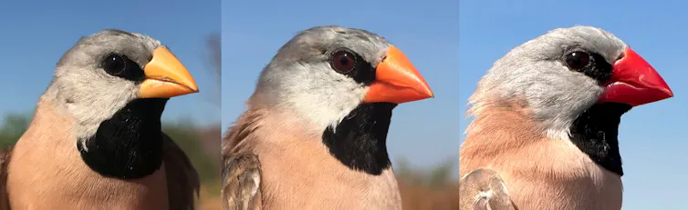 Three birds with different coloured beaks.