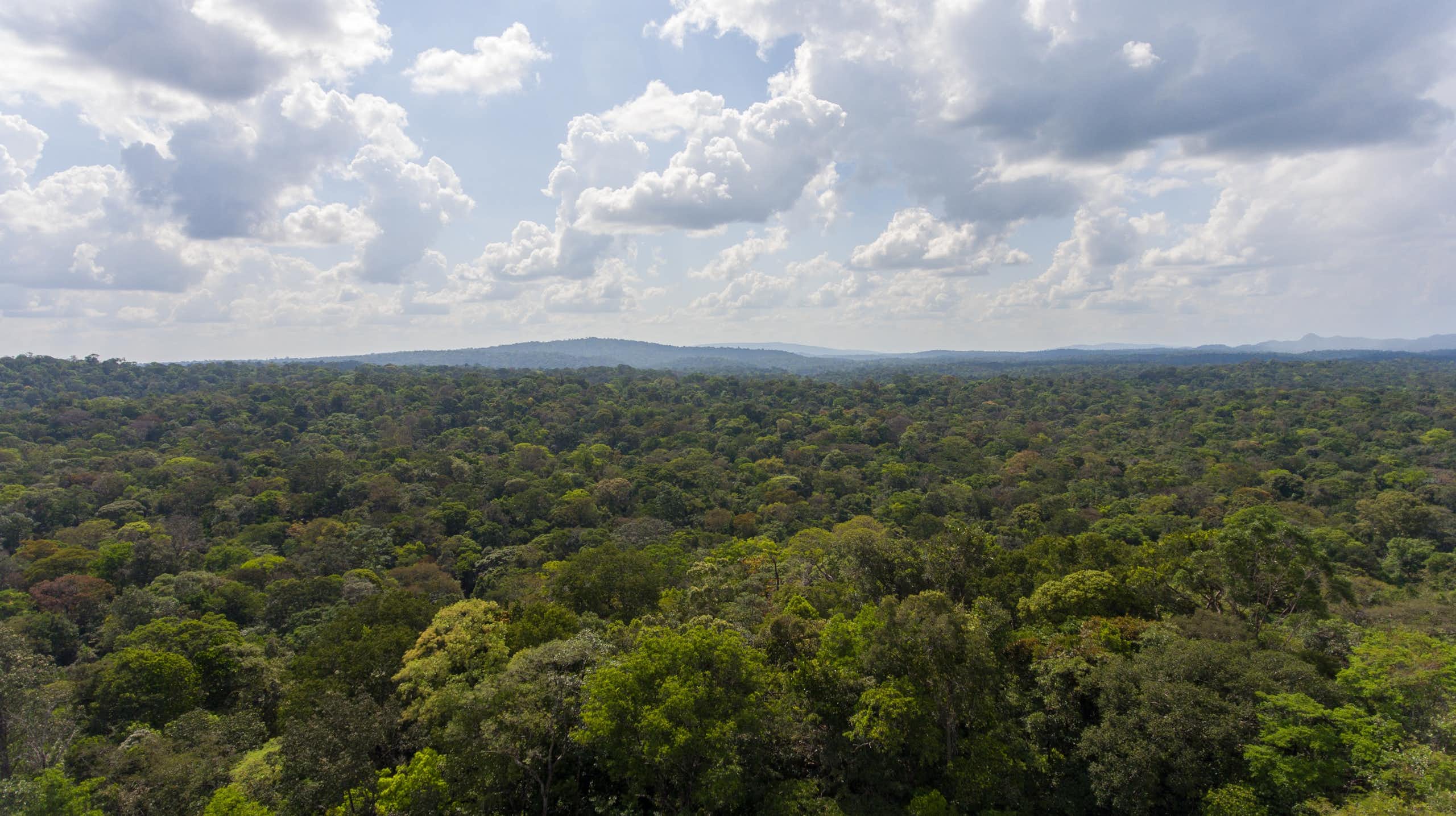 French Guiana forest