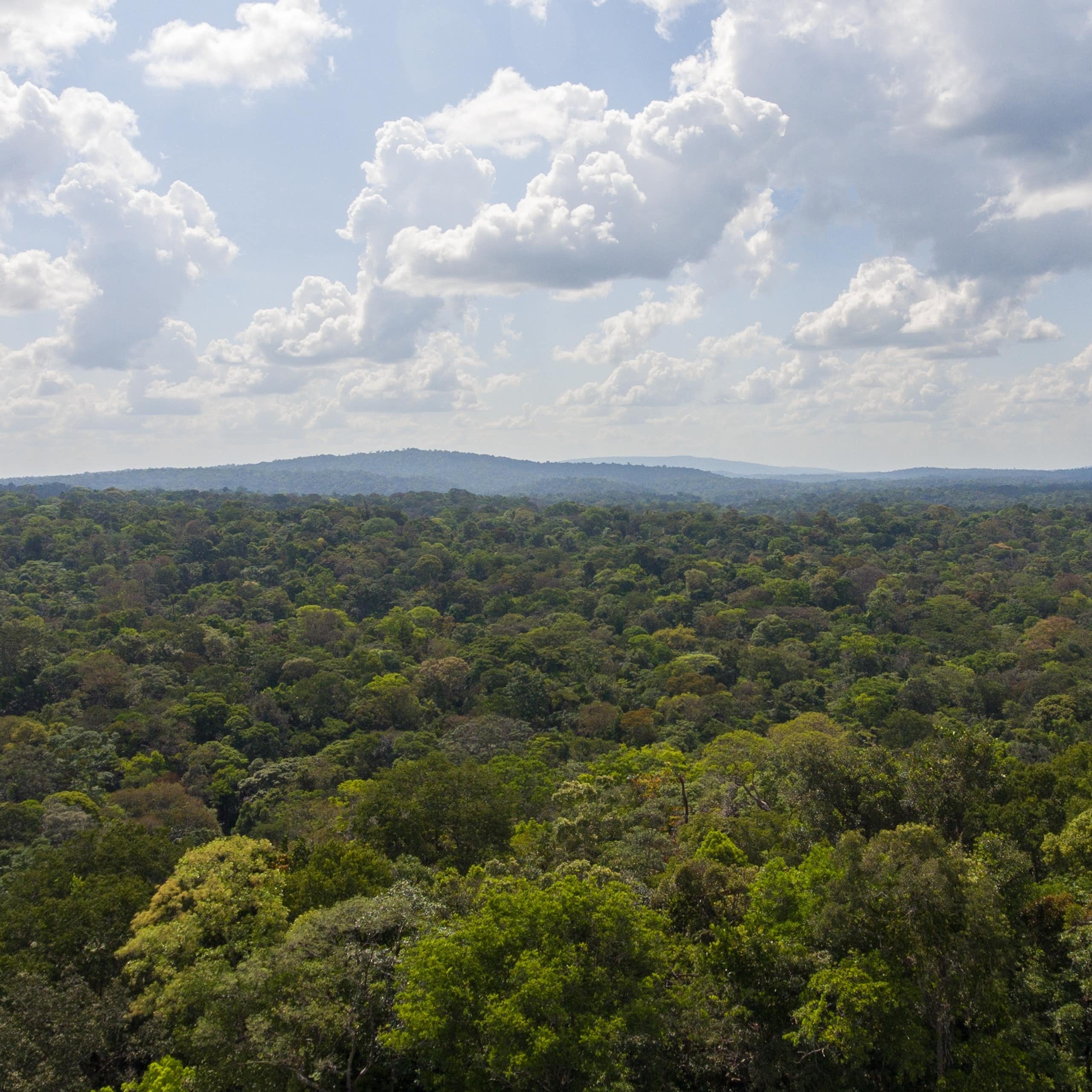 French Guiana forest