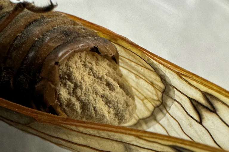 A extremidade traseira de uma cigarra, com uma matéria arenosa saindo dela