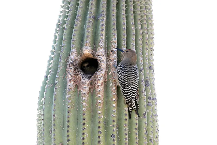 Gila woodpeckers nesting in a saguaro cactus