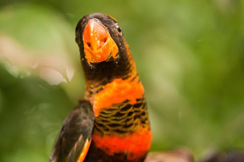 A single atom can change the colour of a bird. These are the genes responsible