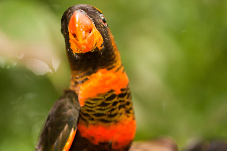 Orange and black bird looking straight at the camera, with its beak slightly open.