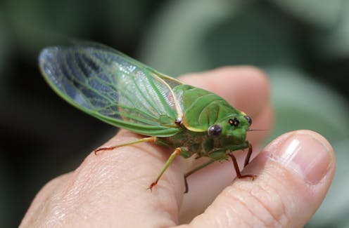 what a once-in-1,547-year bug population surge tells us about the nature of reality