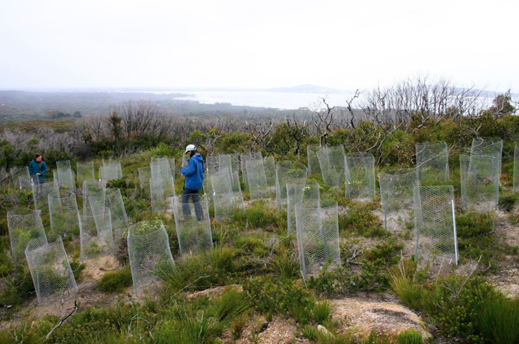 Two people among plantings of _Banksia brownii_ in a coastal setting.