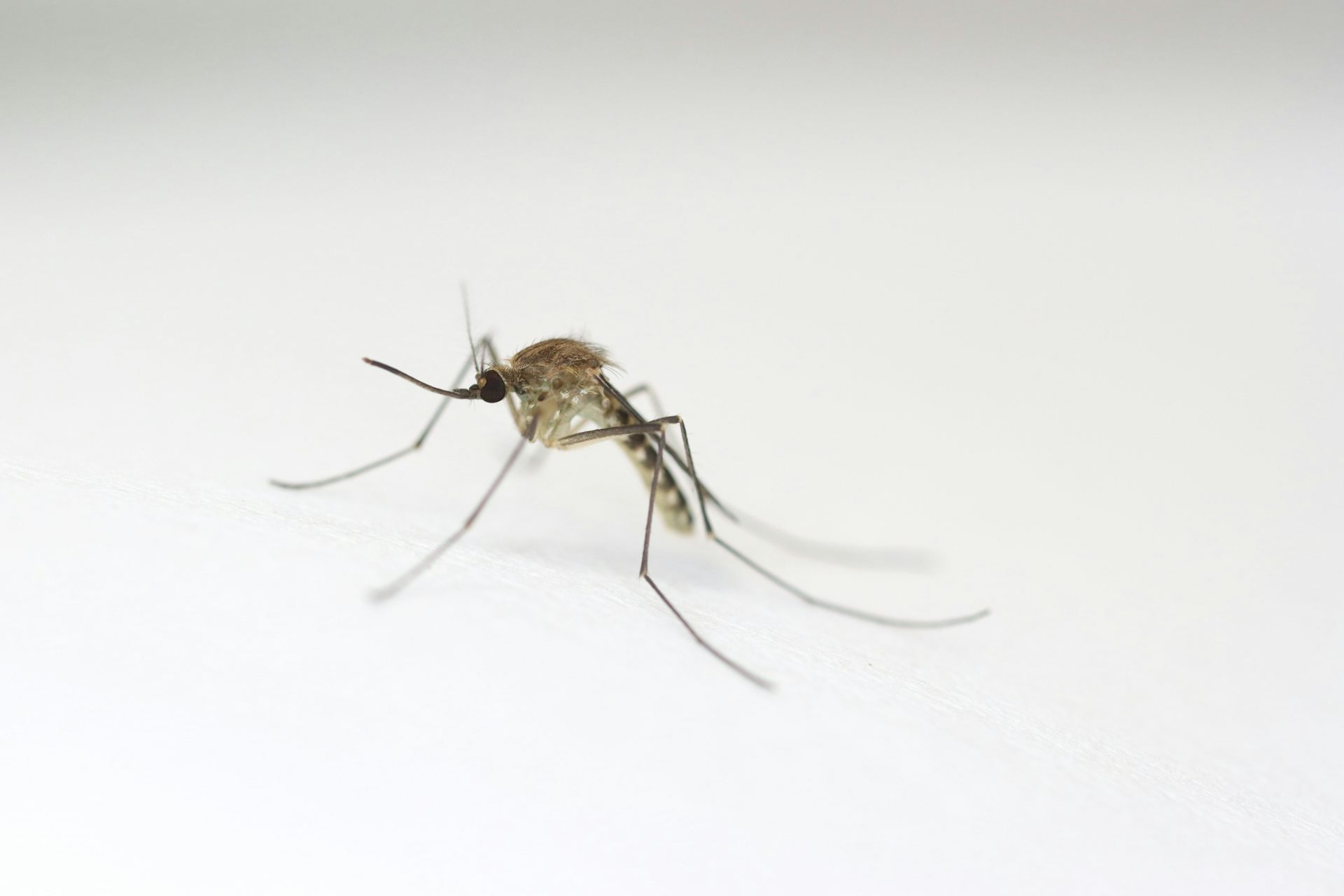 A pale brown mosquito