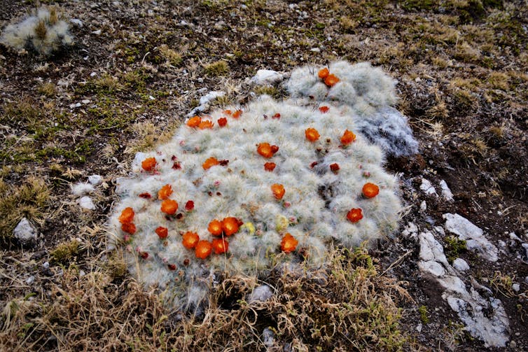 Cactos em forma de almofada com pequenas flores vermelhas e laranja
