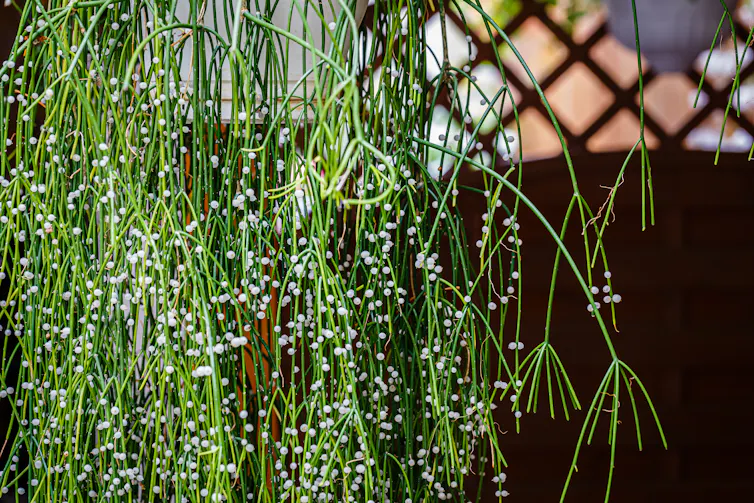 Mistletoe-like plant