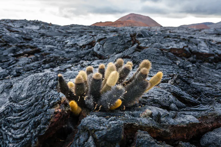 Cacti growing out of black, solidified lava.