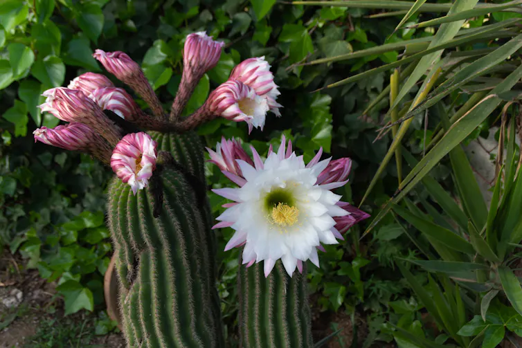Long cactus with white flowers growing from the top.