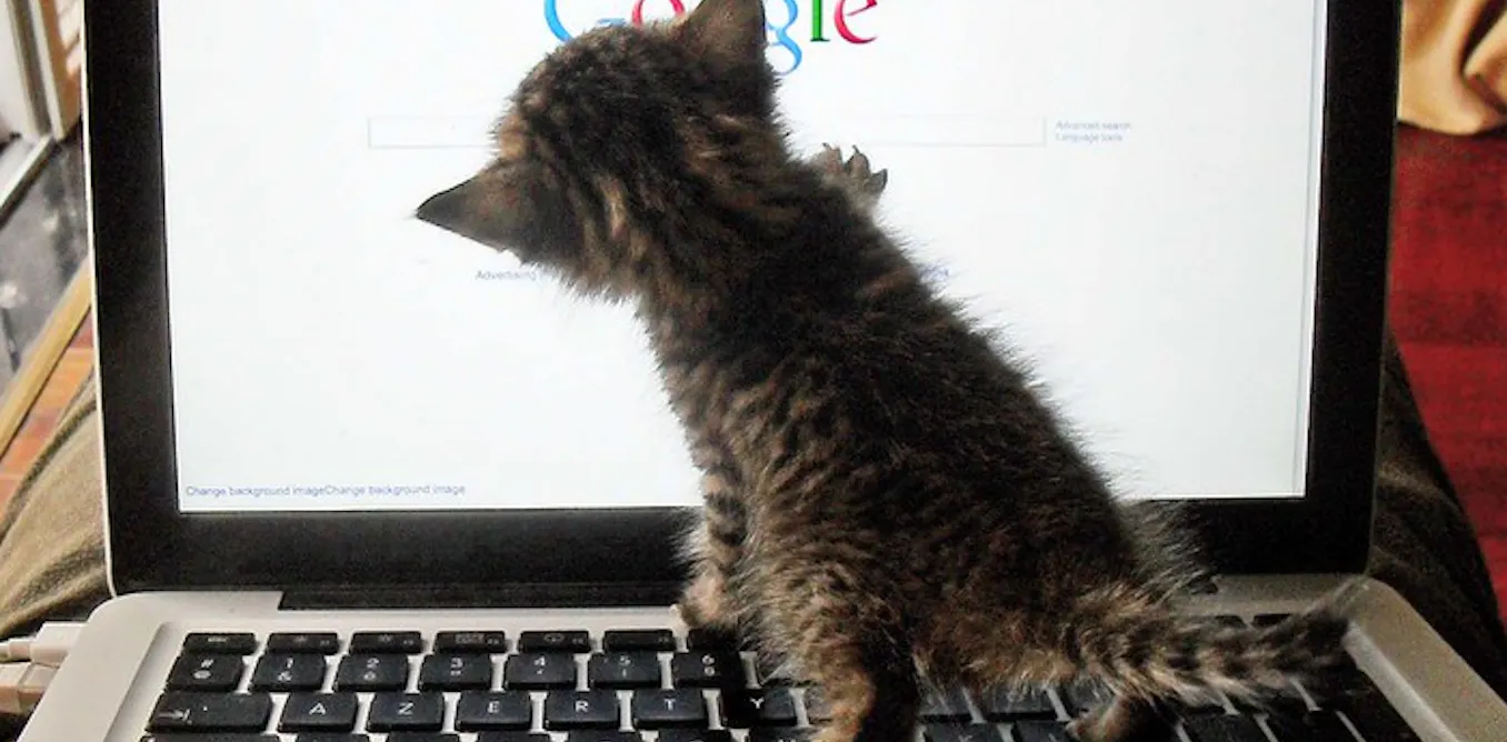 Pourquoi les chats ont envahi Internet Pourquoi les chats ont envahi Internet