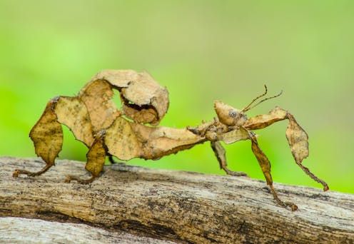 Facultative sex allows some animals to reproduce with or without a partner. So why can’t humans do it?