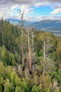 giant tree forest