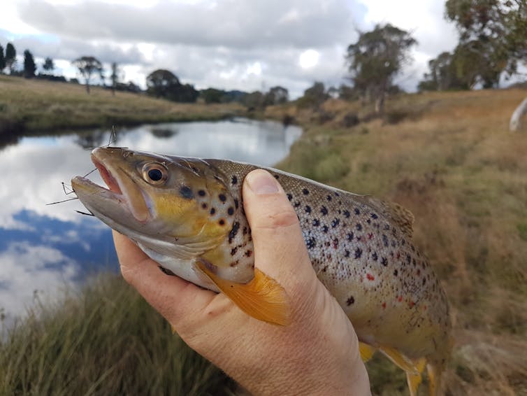 A fish held up with a river behind