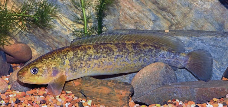 A long coppery coloured fish with a dark marbled pattern.