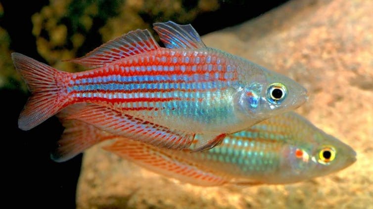 Two small diamond shaped silver-blue fish with bold red markings.