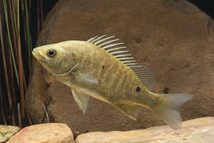 A light yellow fish with impressive spines and a big dark eye.