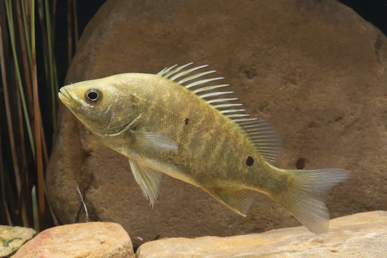 A light yellow fish with impressive spines and a big dark eye.