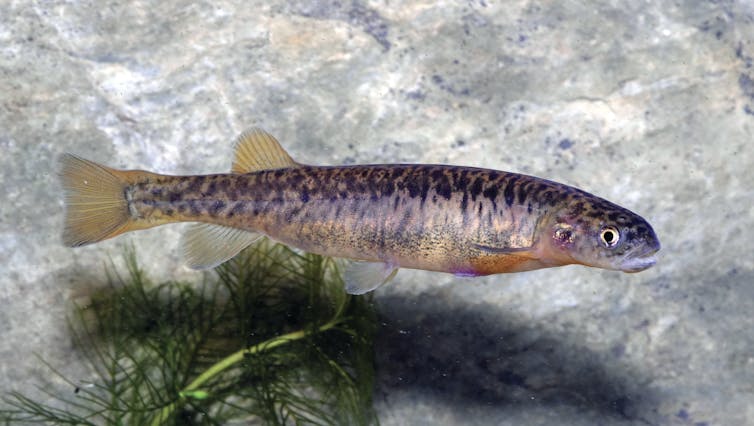 A long sausage shaped pink and black fish with orange fins.
