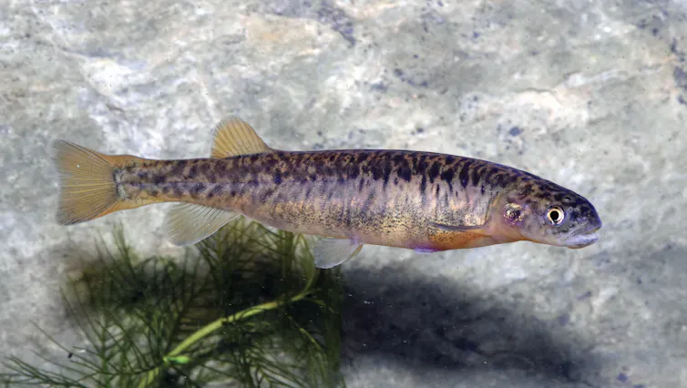 A long sausage shaped pink and black fish with orange fins.