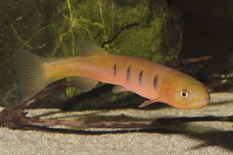 A fish shaped like an orange sausage with four black stripes