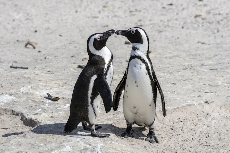 Two black and white birds
