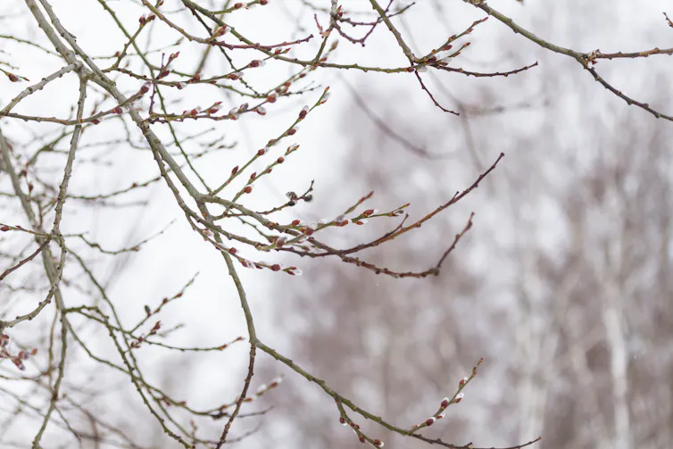 A tree branch with buds coated in ice.