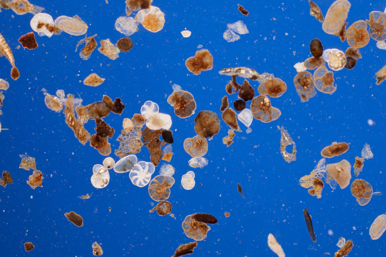 tiny marine organisms against blue background