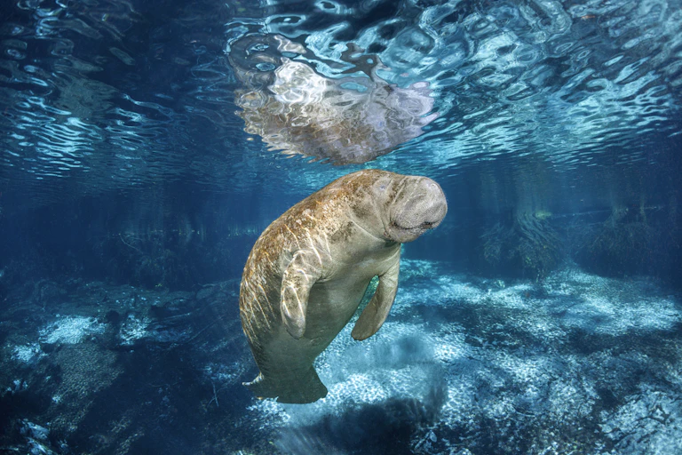 Large marine mammal submerged in clear blue water
