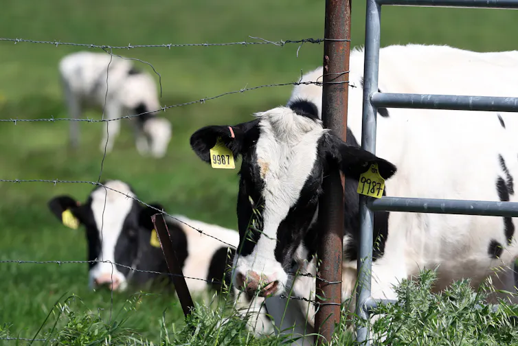 Cows grazi in a field at a US dairy farm.
