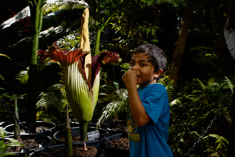 titan arum, corpse flower with boy holding nose