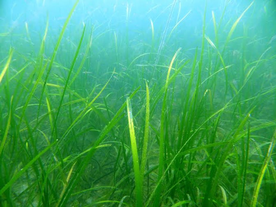 Image result for seagrass