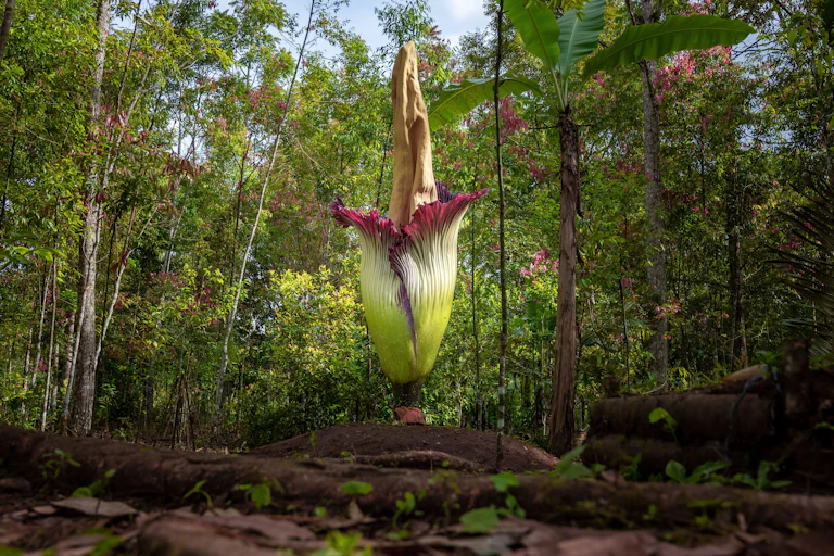 Corpse flower in bloom