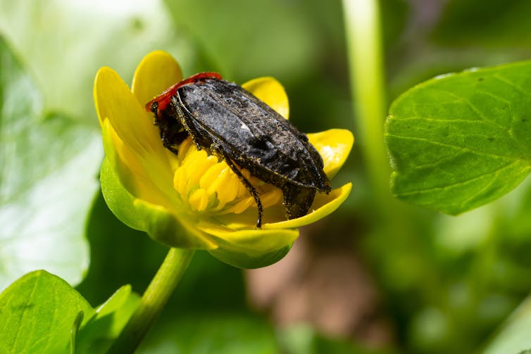 carrion beetle on a yellow flower
