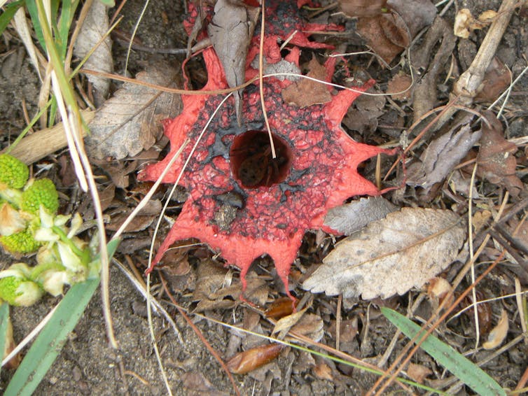 stinkhorn fungus