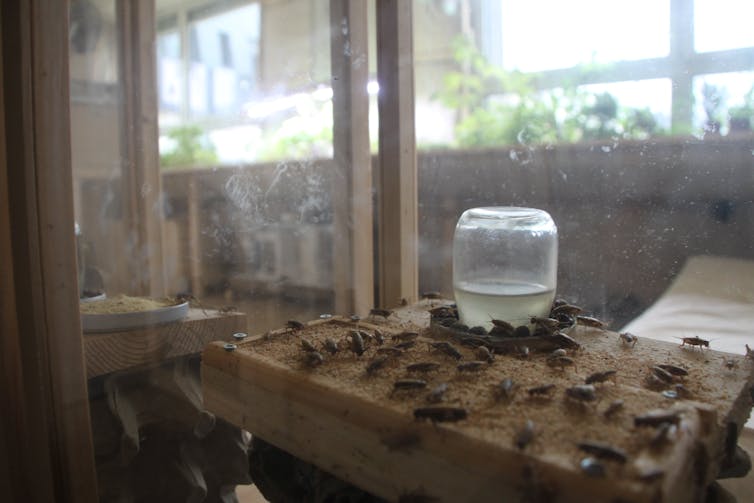 criquets dans une boite