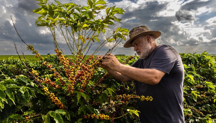A farmer tending a coffee plant.