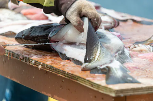 Atlandtic Cod Atlantic cod – News, Research and Analysis – The Conversation – page 1